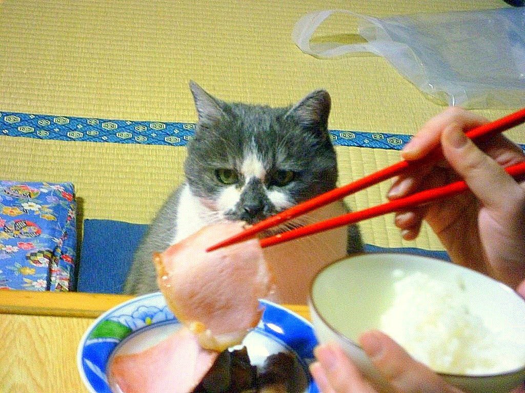 form sweater Modtager Can cats eat ham, or should it be off the menu?