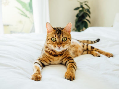 Associated image for Are Bengal cats friendly? Find out here!
