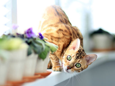 Associated image for Are Bengal cats good pets? All you need to know