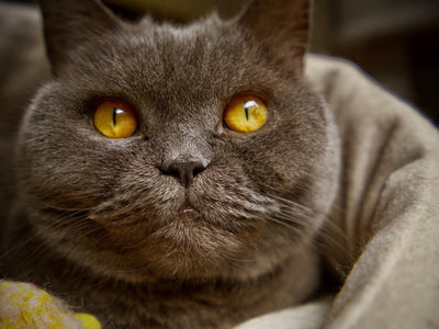 Associated image for Are British Shorthair cats cuddly? Dilemma solved