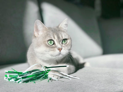 Associated image for Are British Shorthair cats hypoallergenic? Explained in detail