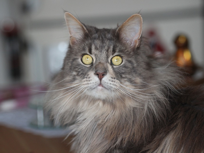Associated image for Are Maine Coon cats friendly? All the info you need!