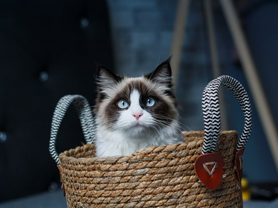 Associated image for Are Ragdoll cats friendly? Find out here!