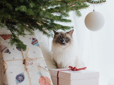Associated image for Are Ragdoll cats hypoallergenic? Find out now!