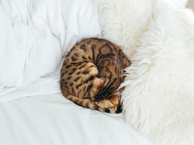 Associated image for All Bengal cat colours described in detail