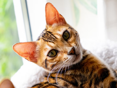 Associated image for How to deal with Bengal cat food allergies
