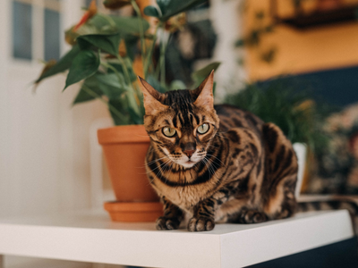 Associated image for Bengal cat food for a long and healthy life