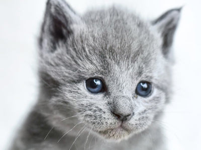 Associated image for How to choose the best food for Russian Blue kittens