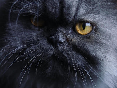 Associated image for Blue Persian cat tips—so they never get the blues