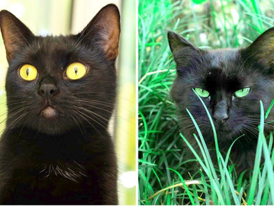 Associated image for Bombay cat vs. black cat—practical hacks to tell them apart!