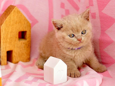 Associated image for The 3 hacks to know about British Shorthair kitten food