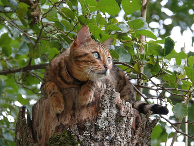 Associated image for Can Bengal cats go outside—explained in detail