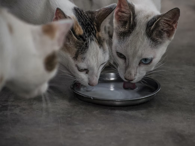 Associated image for Can cats drink soya milk? Learn all about the feline diet!