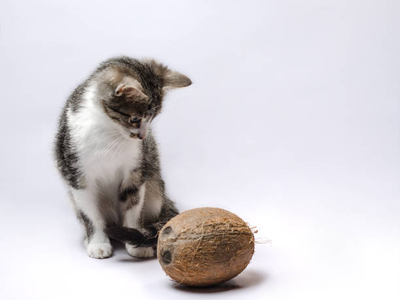 Associated image for Can cats eat coconut, or are tropical treats best avoided?