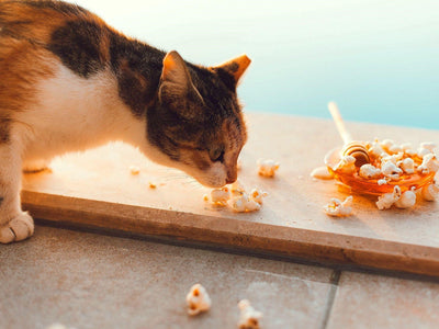 Associated image for Can cats eat popcorn? Safety rules explained