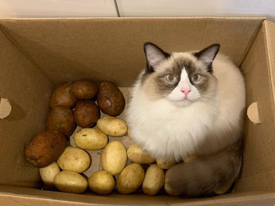 Associated image for Can cats eat potatoes? Here’s what you need to know!