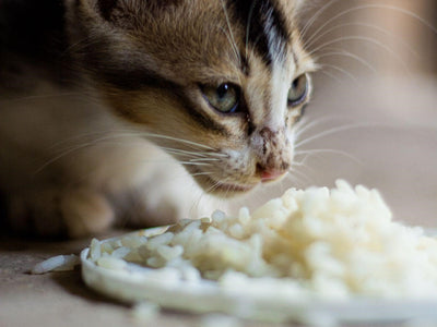 Associated image for Can cats eat rice? Get the answer now!