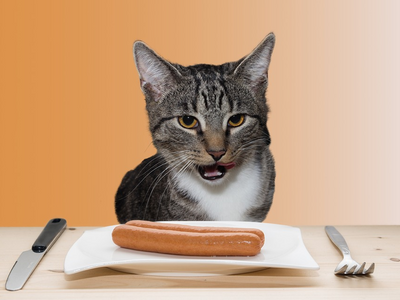 Associated image for Can cats eat sausage? The facts you need to know!