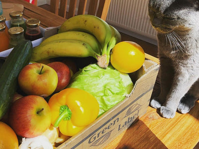 Associated image for Can cats eat vegetables? Here’s what you need to know!