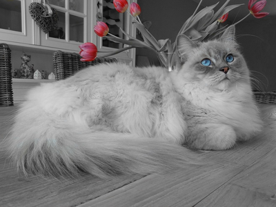 Associated image for Can Ragdoll cats be left alone? Not for long!