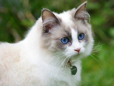 Associated image for Can Ragdoll cats go outside? It may not be a good idea!