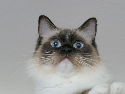 Associated image for A complete guide to caring for a Ragdoll cat