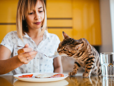 Associated image for The essentials of cat diet: A detailed guide on cat nutrition
