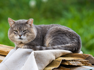 Associated image for Get the facts on the best cat food for older cats