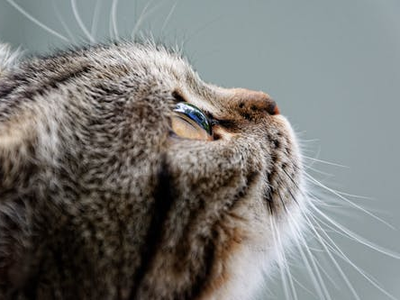 Associated image for Learn why your cat's not eating and what to do about it