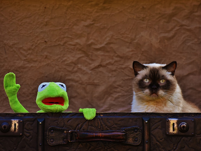 Associated image for Do cats eat frogs, and is eating them harmful to felines?