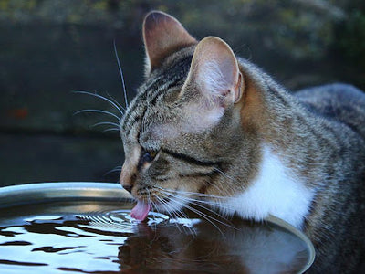 Associated image for Is your kitten not drinking water? Here’s what to do