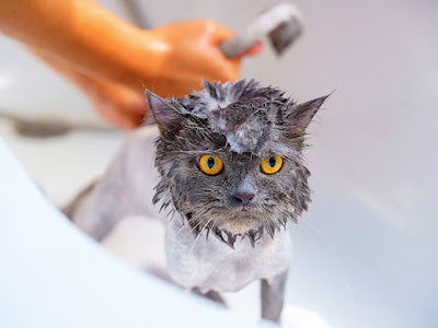 Associated image for Preparing for a kitten bath? Here’s how to do it right