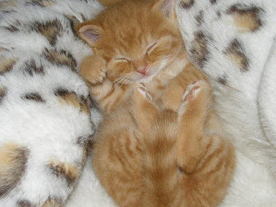 Associated image for Everything you need to know about kitten sleeping habits