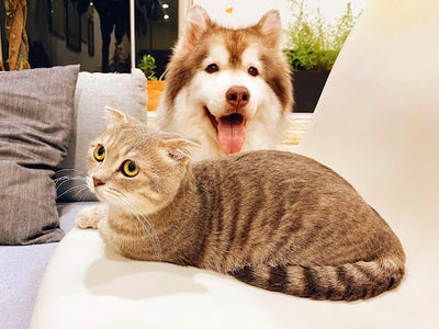 Associated image for Puppy and kitten—inseparable roomies or sworn enemies?