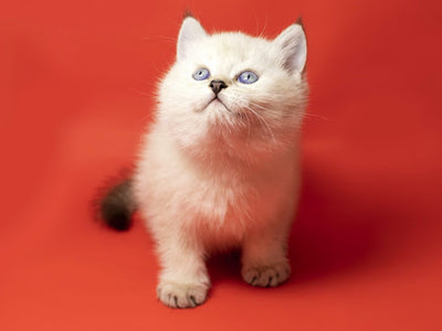 Associated image for How to train a kitten—a no-fuss guide for new cat parents