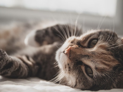 Associated image for Non-prescription food for diabetic cats—how can it help?