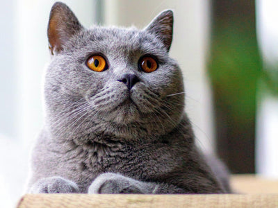 Associated image for What is the best cat food for a British Shorthair? [Top guide]
