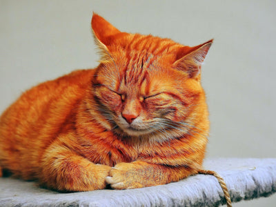 Associated image for The best food for a sick cat—what heals and what hurts?