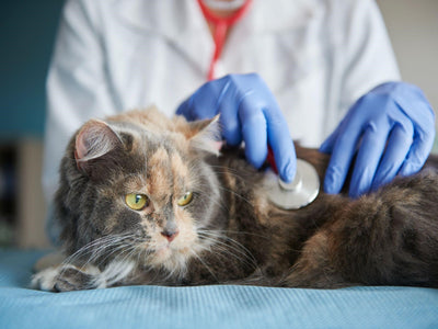 Associated image for A cat being sick after eating is a red flag and here’s why