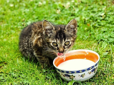 Associated image for Should I give my cat milk? Here's what nutritionists say