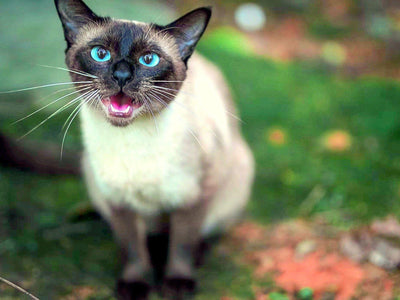 Associated image for A complete guide to the best Siamese cat food