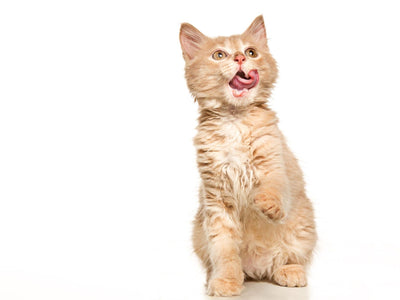Associated image for When do kittens start eating solids? Find out now!