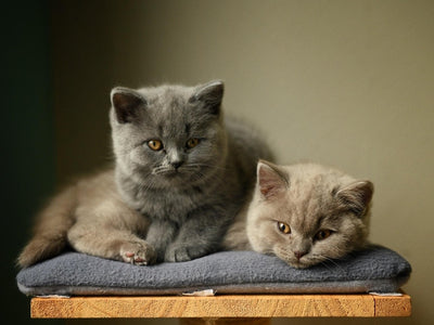Associated image for Male or female British Shorthair—what should your choice be?