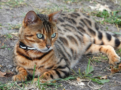 Associated image for How big does a full-grown Bengal cat get? Here is the answer