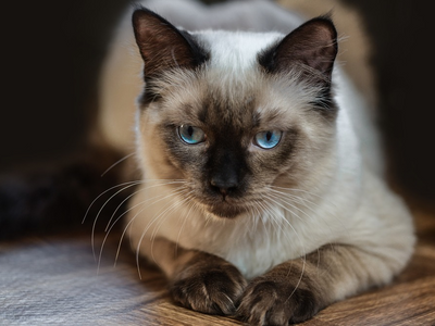 Associated image for Longevity question—how long do Ragdoll cats live?