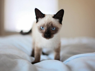 Associated image for How to take care of Siamese kittens—the ultimate guide