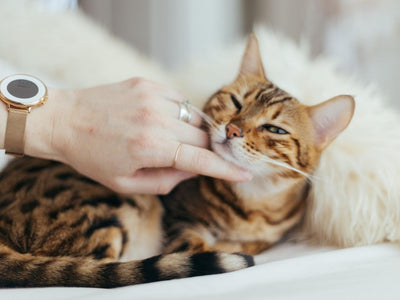 Associated image for How to train a Bengal cat not to bite—a compact guide