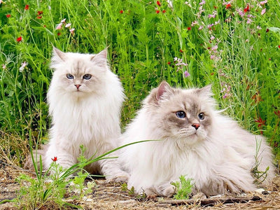 Associated image for The hypoallergenic Siberian cat—truth or myth?