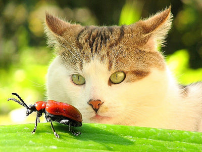 Associated image for Hippy or creepy—will insect cat food work for your kitty?