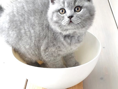 Associated image for Kitten weight chart in kg—your kitty should weigh THIS much
